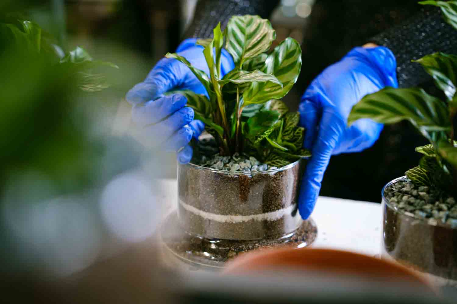 Saison 2, épisode 5 série savoirfaire Jardiland Agence Couloir 3